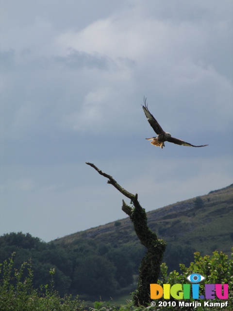 SX16196 Red Kite (Milvus milvus) taking off from tree trunk